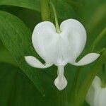 Lamprocapnos spectabilis Flower