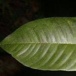 Micropholis crotonoides Hoja