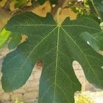 Ficus carica Листок