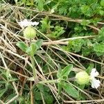 Silene latifolia Blatt