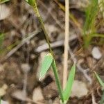 Aegilops triuncialis Leaf