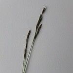 Festuca pratensis Flower