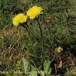 Hypochaeris radicata Habitus