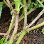 Sanvitalia procumbens Ekosanga