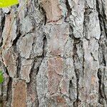 Pinus taeda Bark