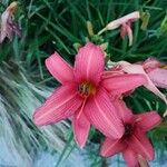 Hemerocallis minor Floare