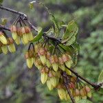 Agapetes incurvata Habitus