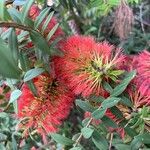 Melaleuca hypericifolia Bloem