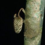 Annona foetida Corteza