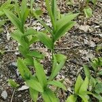 Maianthemum stellatum 葉