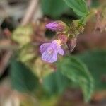 Melochia pyramidata Bloem