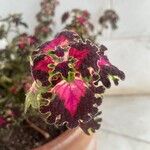 Coleus decurrens Feuille