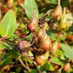 Hypericum patulum Fruit