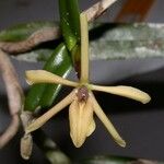 Epidendrum acunae Кара