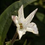 Nicotiana quadrivalvis Flor