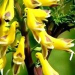 Corydalis aurea Kvet