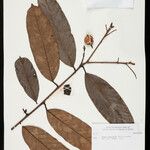 Mabea angularis Hoja