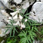 Corydalis blanda