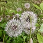 Taraxacum rubicundum Mbuma
