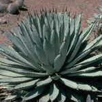 Agave macroacantha Ліст