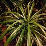 Thevetia neriifolia Hoja