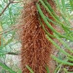 Banksia spinulosa Φρούτο