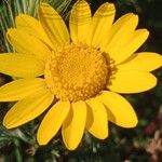 Anacyclus radiatus Õis