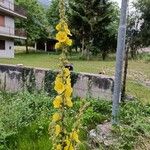 Verbascum phlomoidesŽiedas