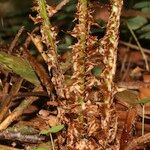 Dryopteris remota अन्य