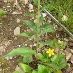 Hieracium sabaudum Leaf