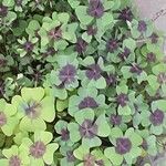 Oxalis tetraphylla Blad