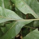 Bolbitis auriculata Leaf