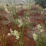 Gomphocarpus integer Flower