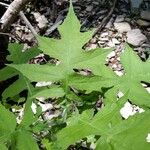 Polymnia canadensis Leaf