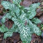 Arum italicumഇല