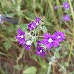 Legousia hybrida Blüte