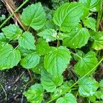 Circaea alpina Blad