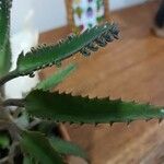 Kalanchoe daigremontiana Blatt