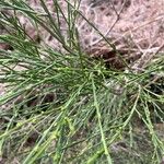 Genista cinerea Hoja
