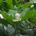 Magnolia hodgsonii Flower