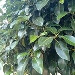 Ficus rubiginosaপাতা