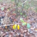Salix variegata Levél