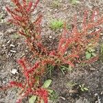 Rumex bucephalophorus 叶