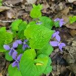 Viola sororia Лист