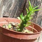 Austrocylindropuntia subulataHostoa