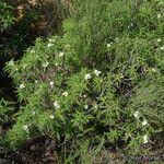 Chamaebatia australis Агульны выгляд