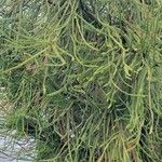 Cryptomeria japonicaبرگ