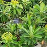 Euphorbia mellifera Buveinė