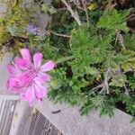 Pelargonium graveolens Flower