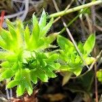 Saxifraga hypnoides 葉